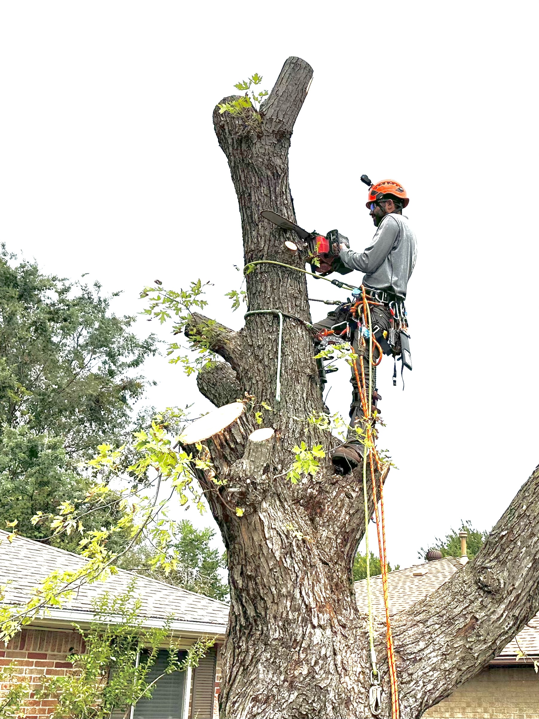 Climbing arborist moving through a mature pecan tree canopy