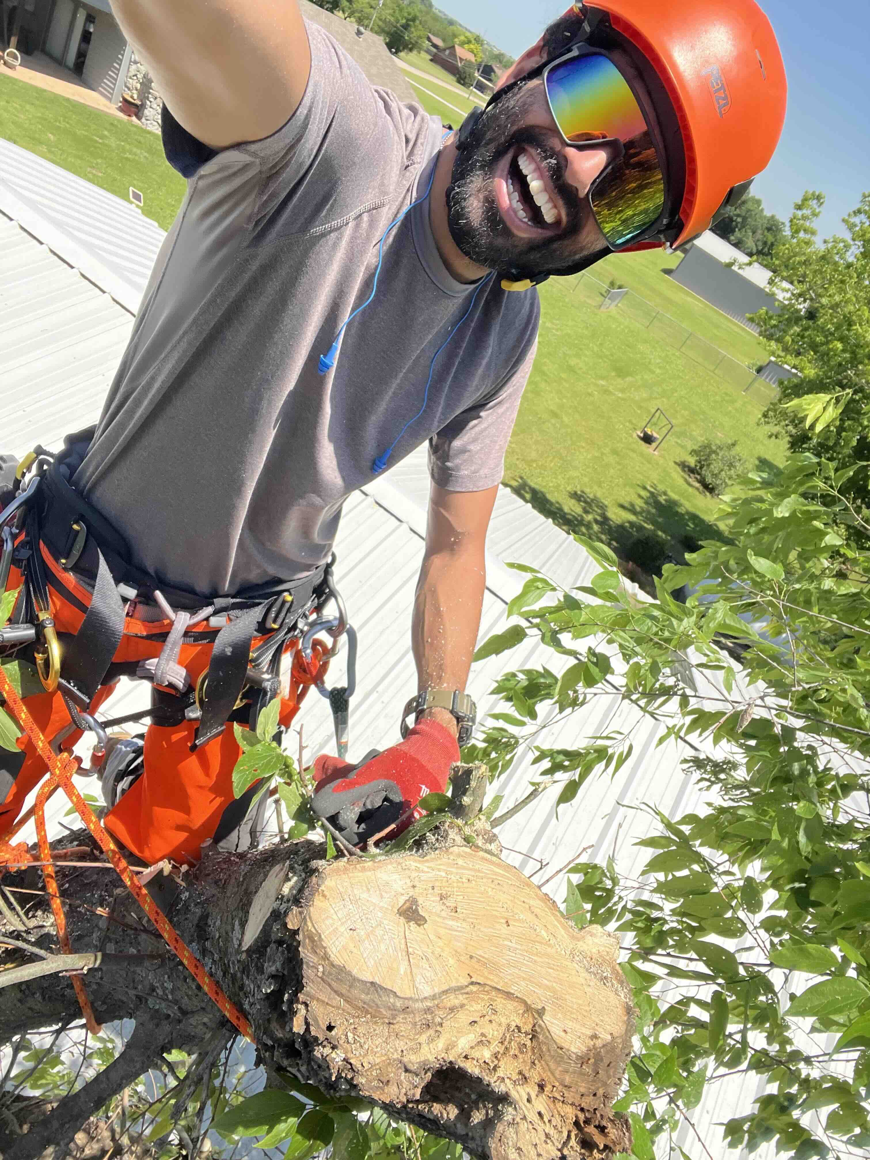 climbing tree removal