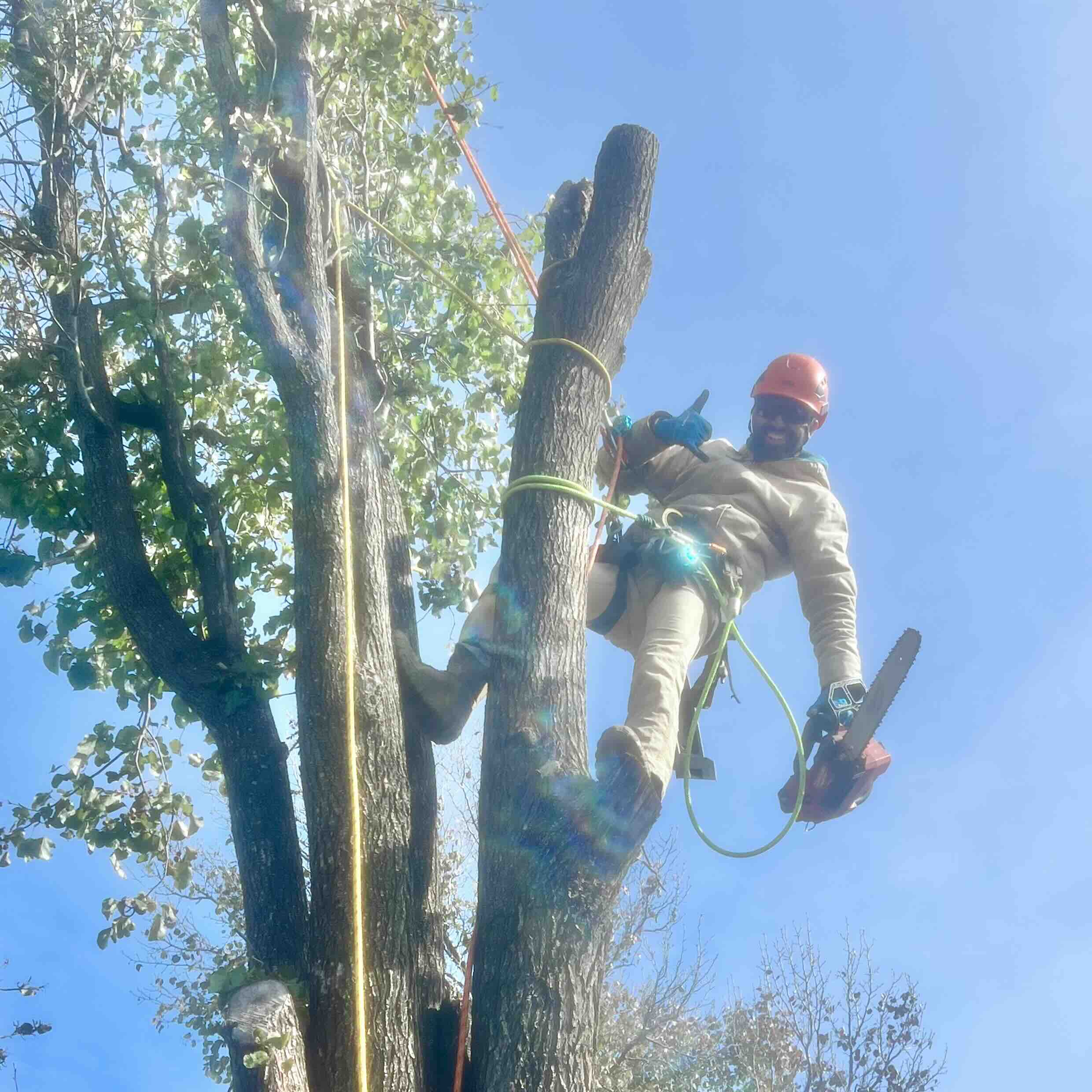 Tree service, tree care, tree pruning, Oklahoma City, Edmond, Oklahoma