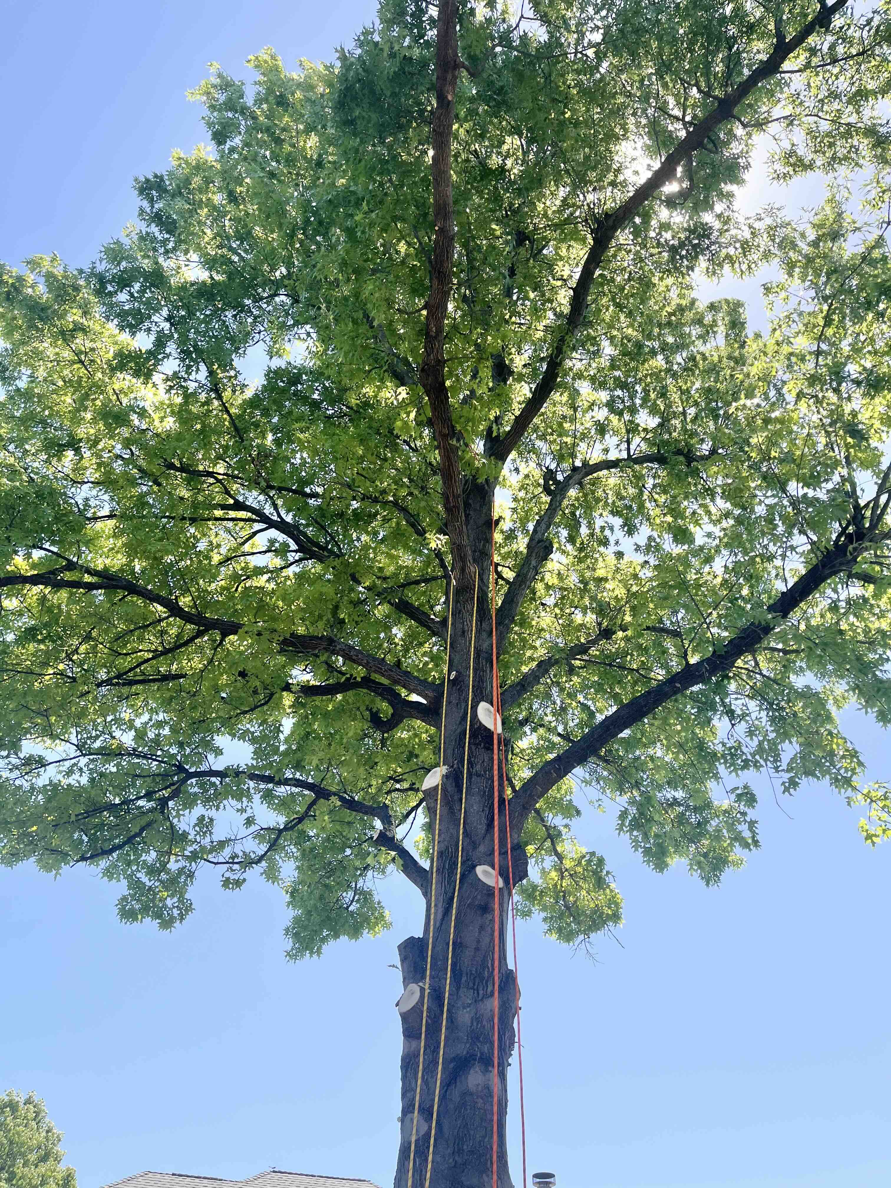 clean climbing tree pruning collar cut