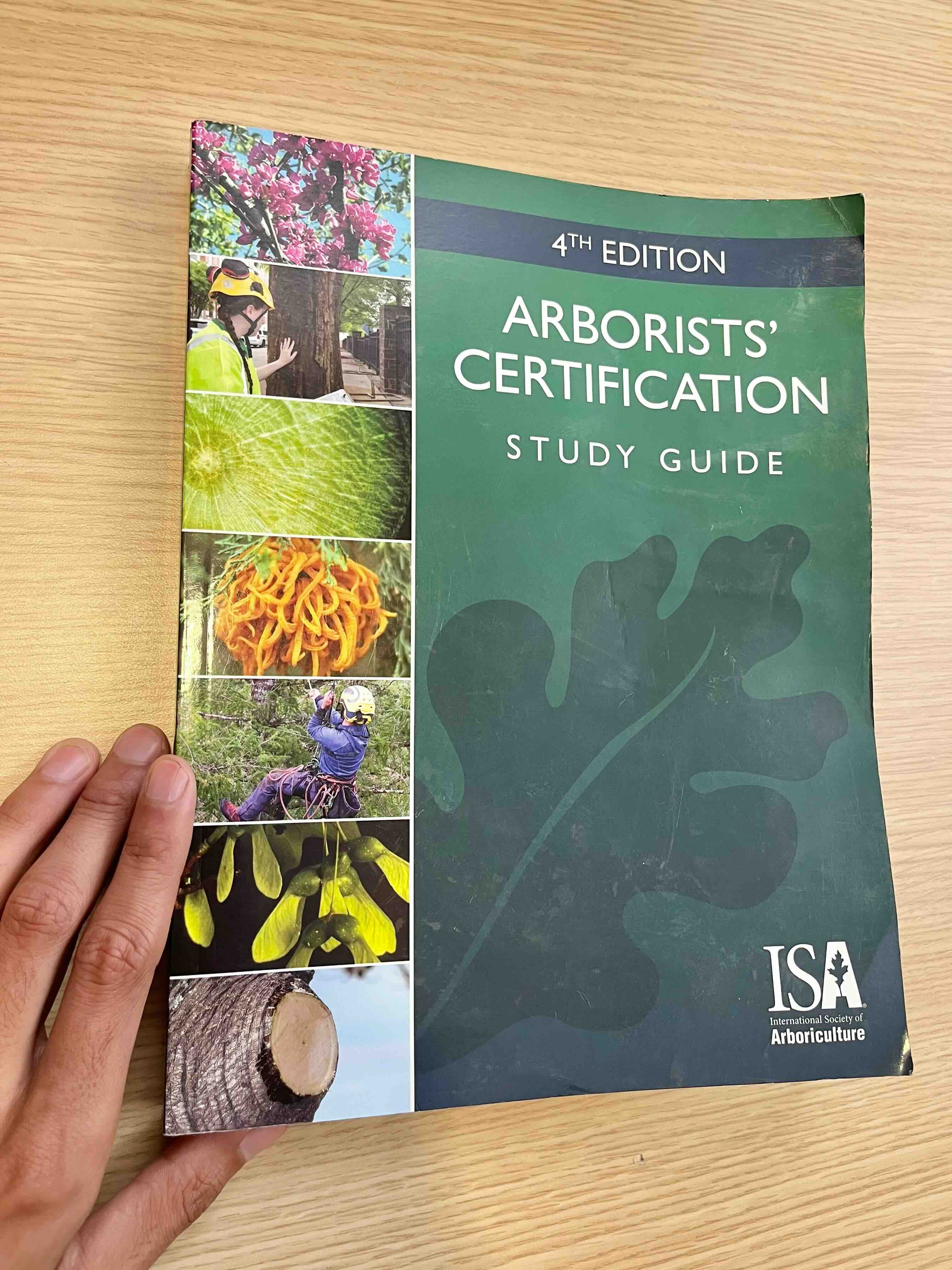 climbing tree removal