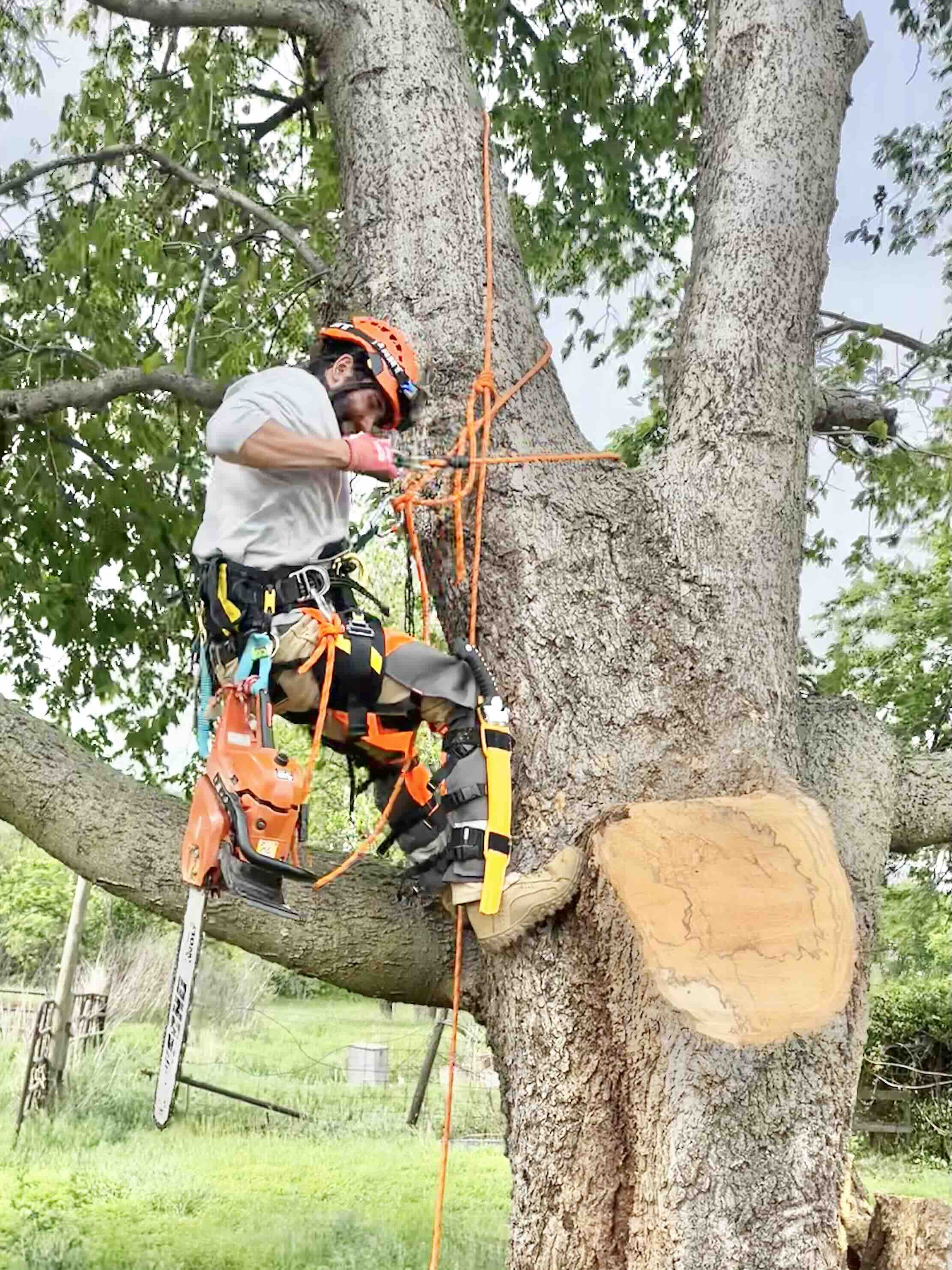 climbing tree prune