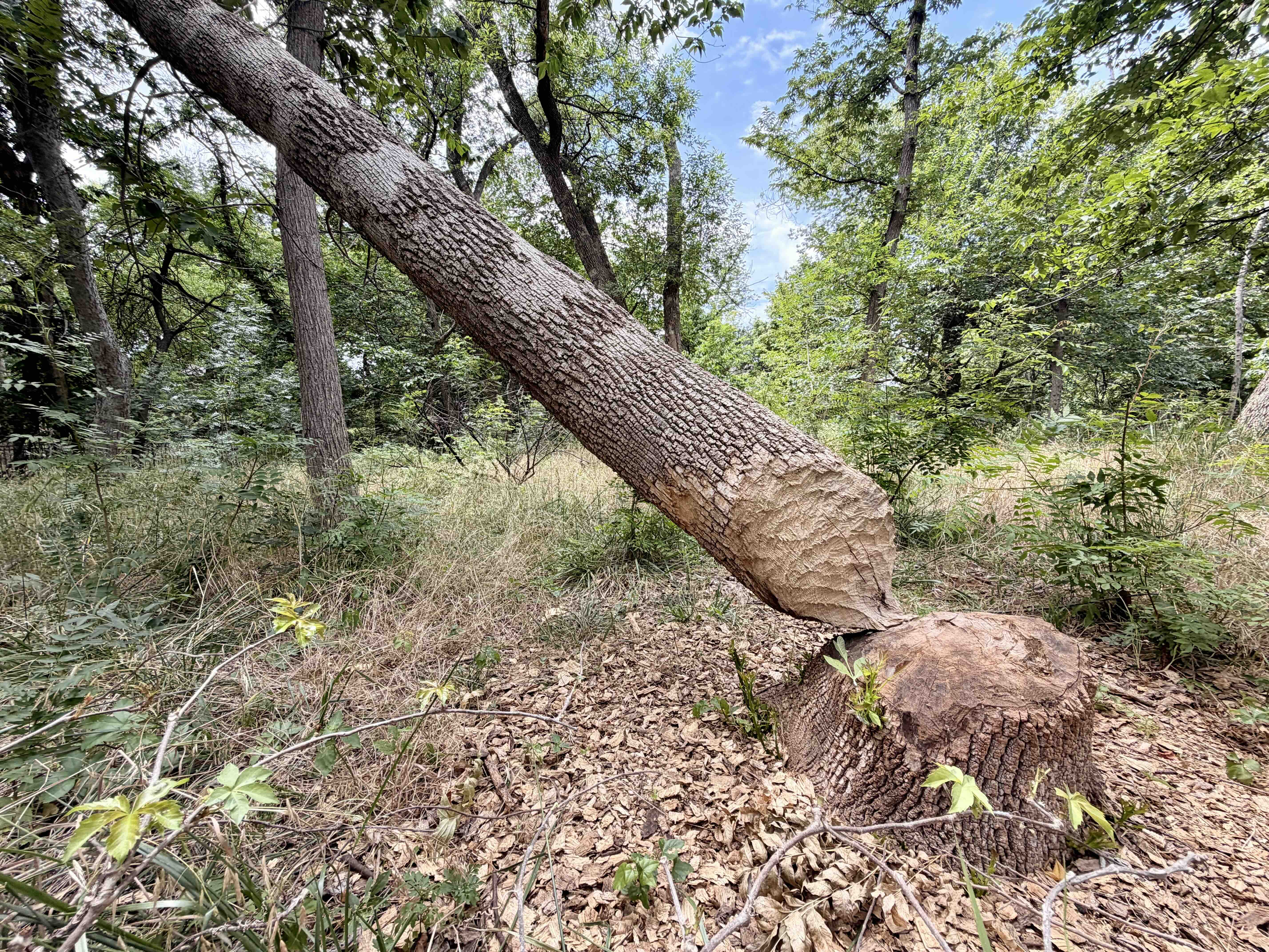 Arborist conducting a tree and land stewardship assessment in Oklahoma