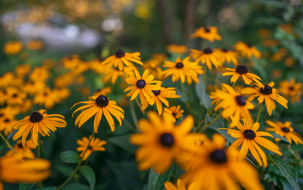 Pollinator garden with black-eyed susan flowers for pollinator garden.