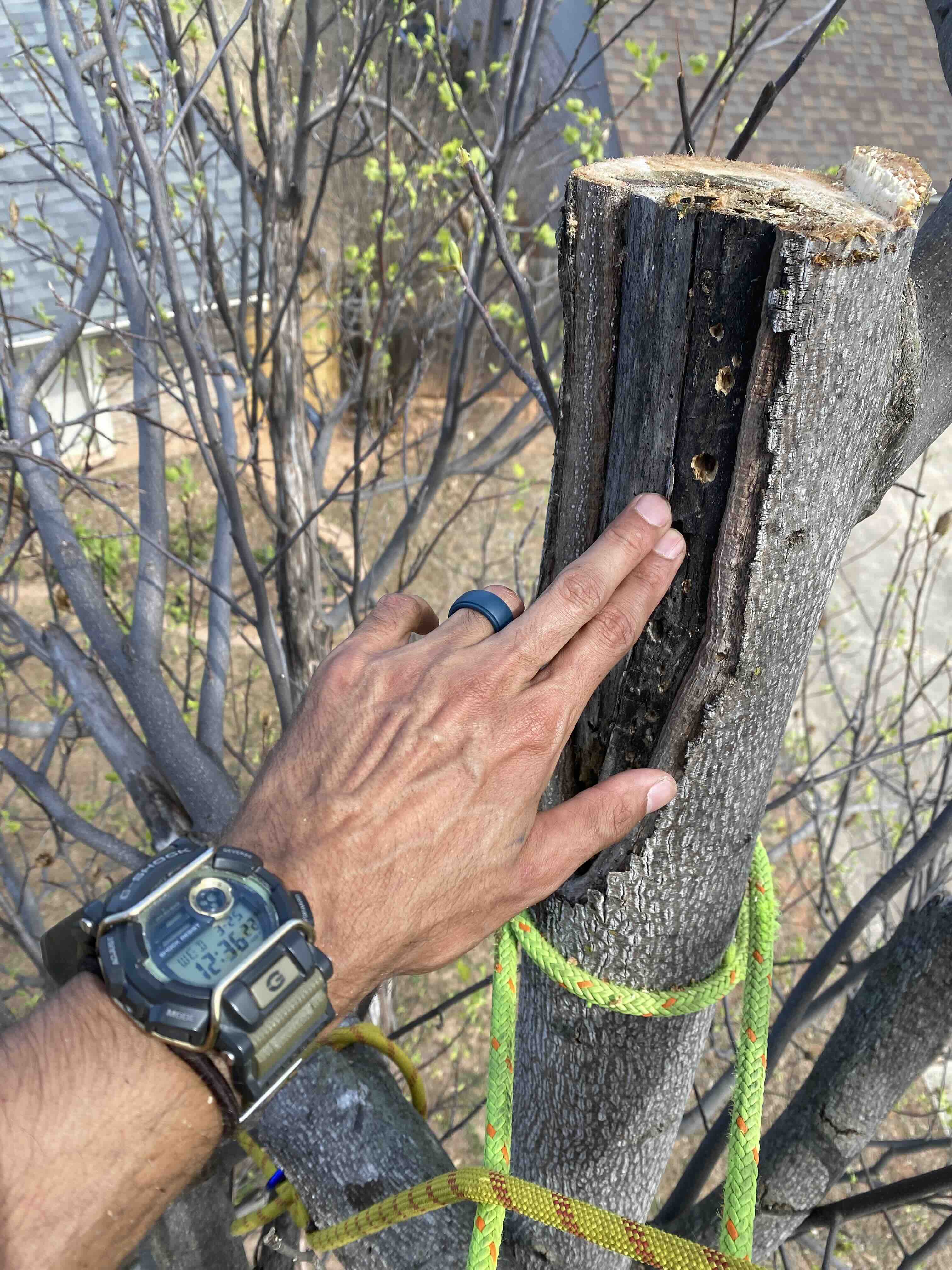Climbing arborist closely examining a insect damgage and decay during a pruning cut in a mature tree from within the canopy.
