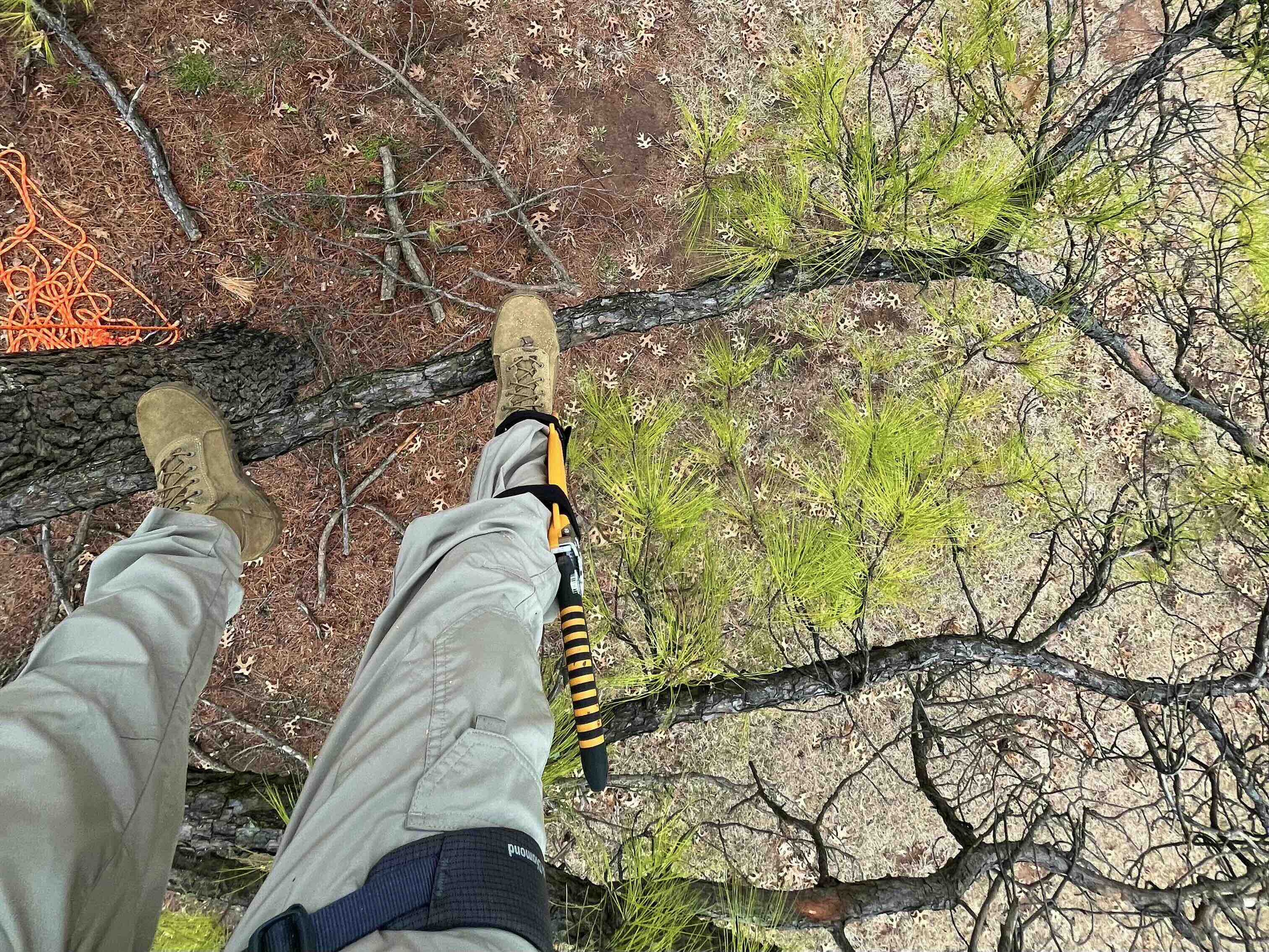 Climbing tree pruning in Oklahoma City, Edmond, Oklahoma