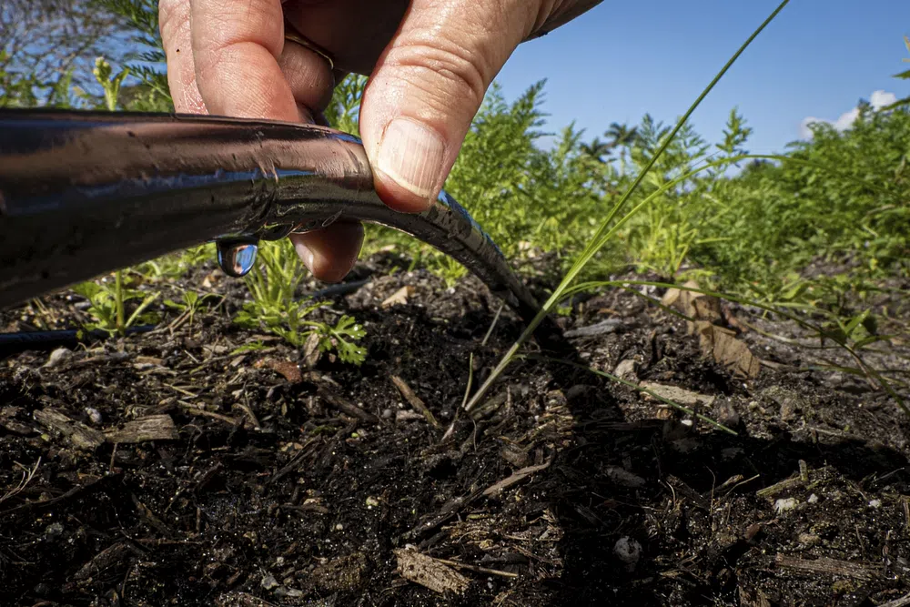 Drip irrigation (Photo credit: US Department of Agriculture)