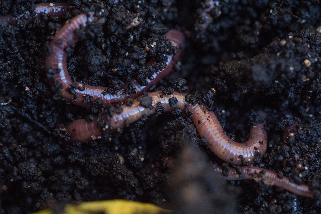 Earthworms in dark healthy soil.