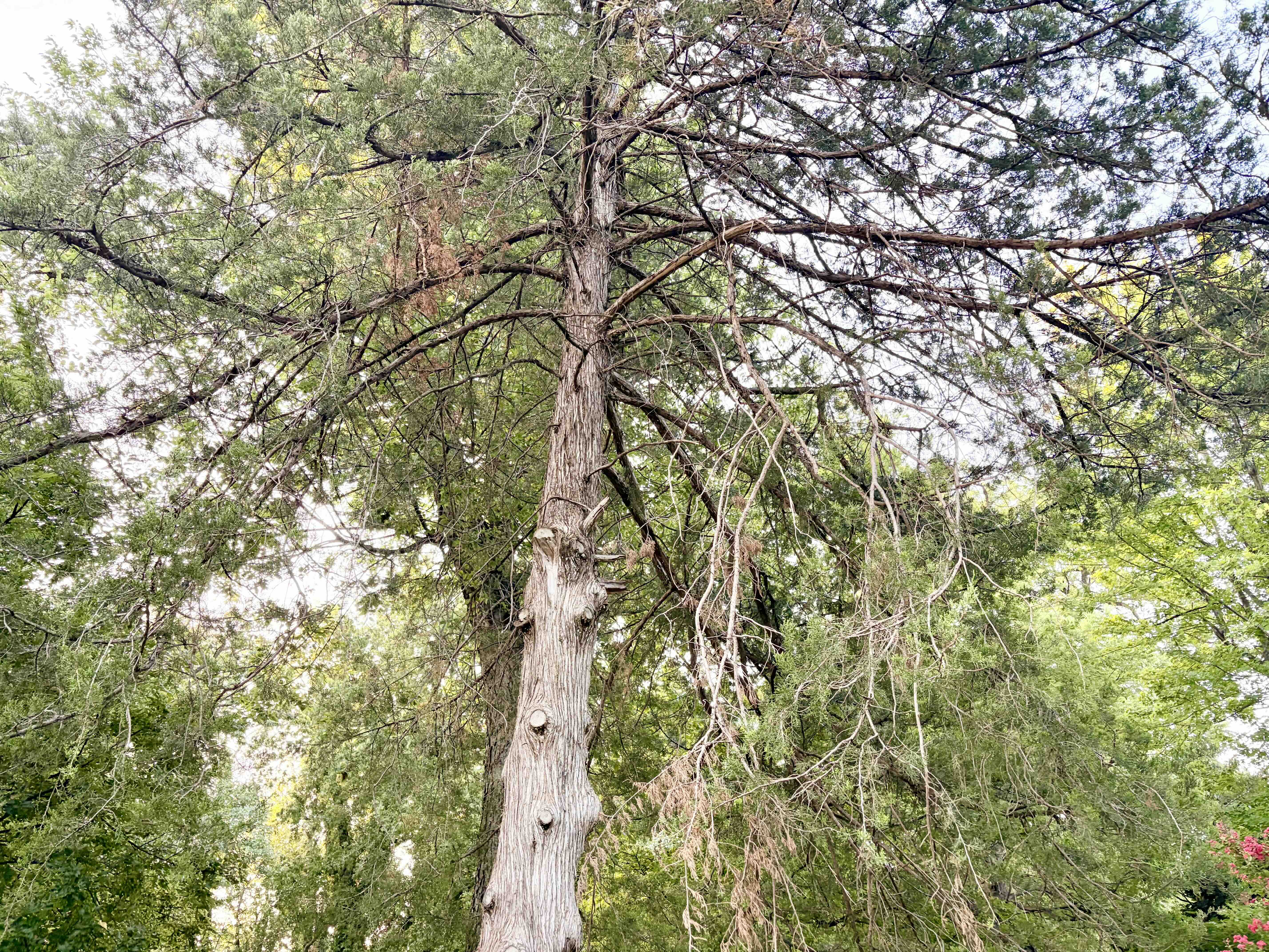 Eastern redcedar removal on an Oklahoma property