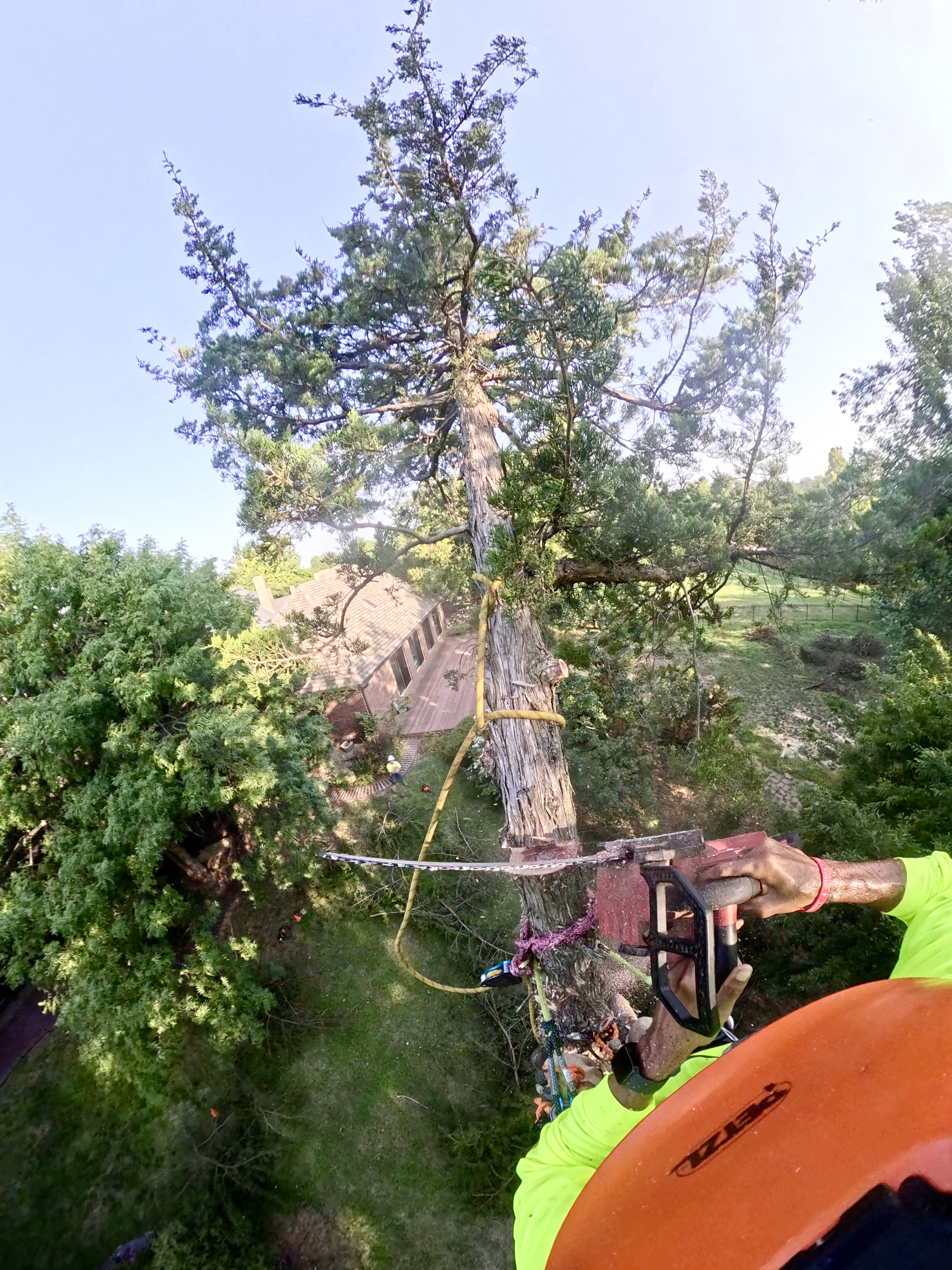 Eastern redcedar removal, dismantled near a home on a residential Oklahoma property