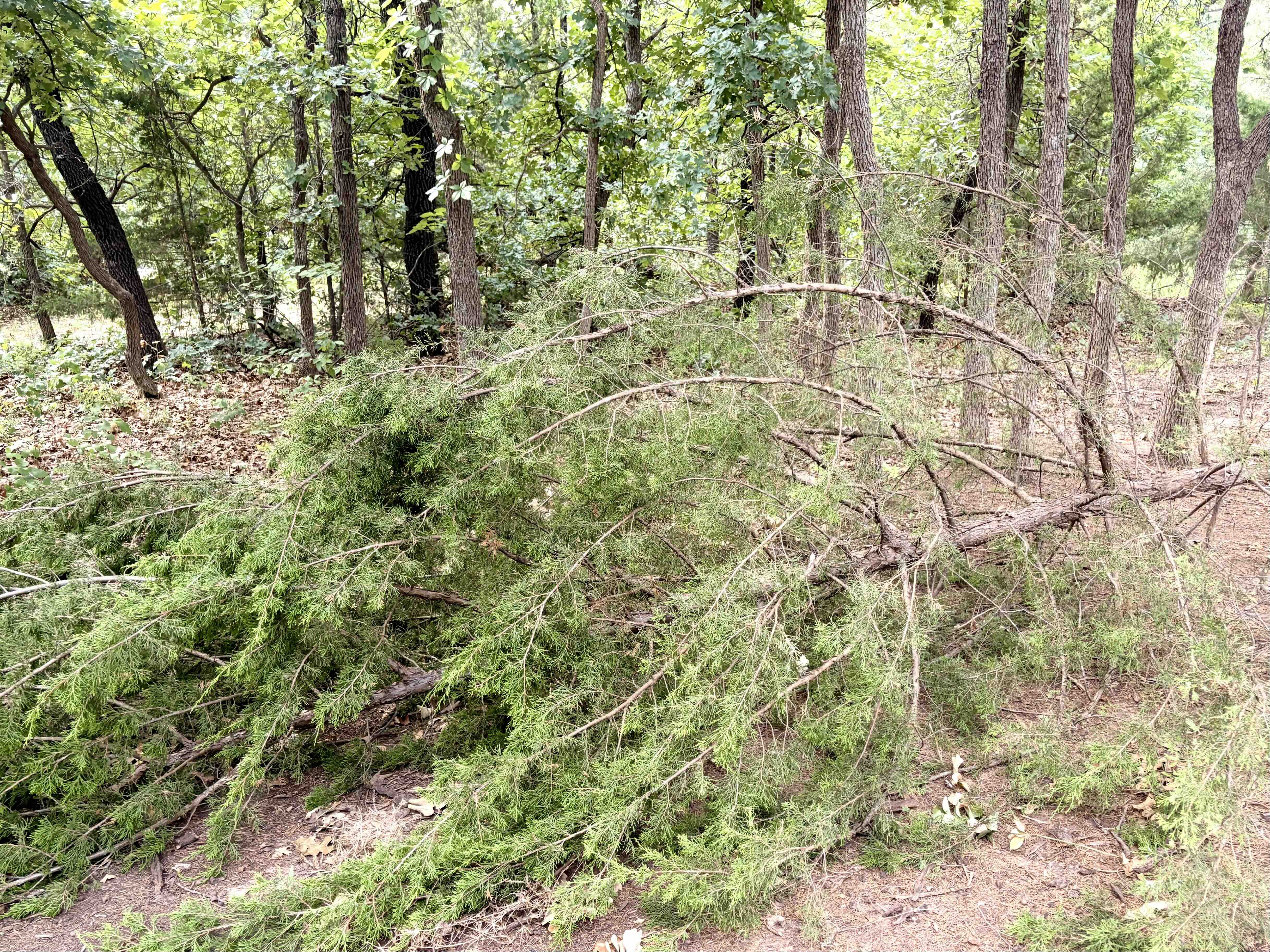 Eastern redcedar growing beneath mature trees in an Oklahoma woodland