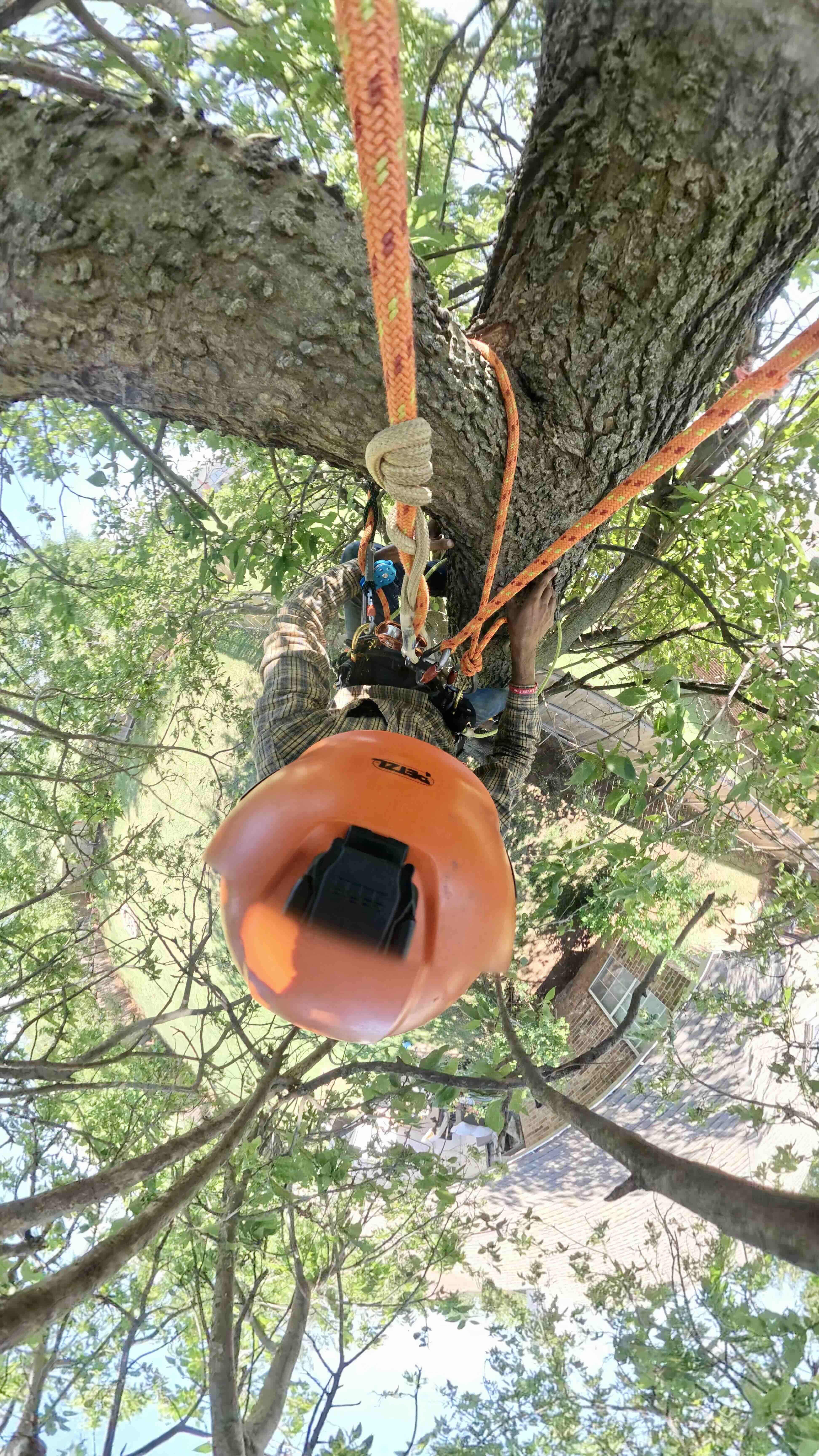Climbing tree pruning in Edmond, Oklahoma