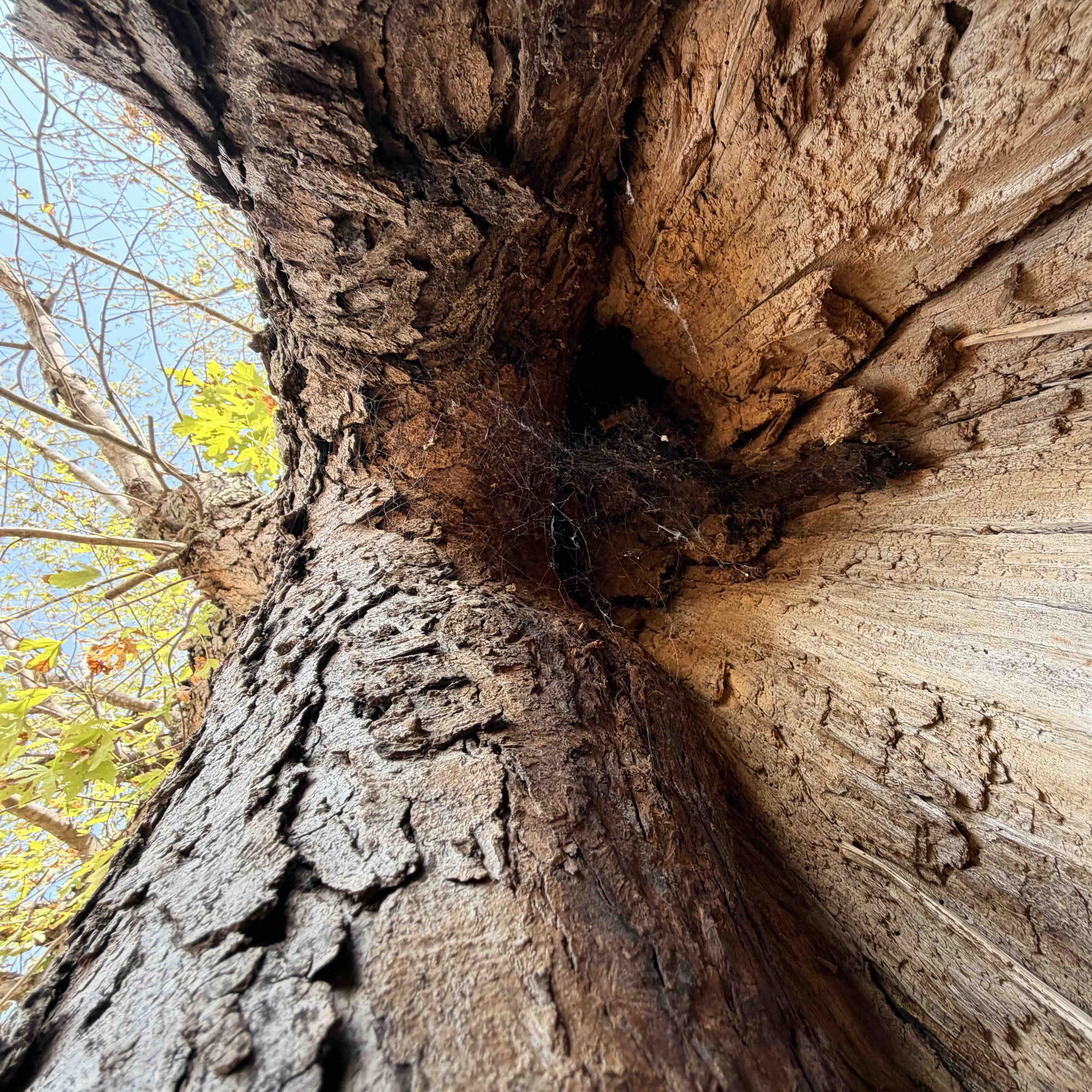 Arborist examining a damaged tree during a property assessment in Oklahoma