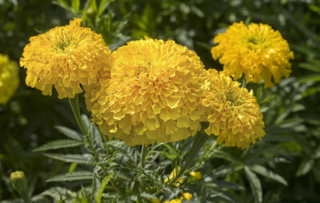 Marigolds for natural pest control. Photo credit- Liz West.