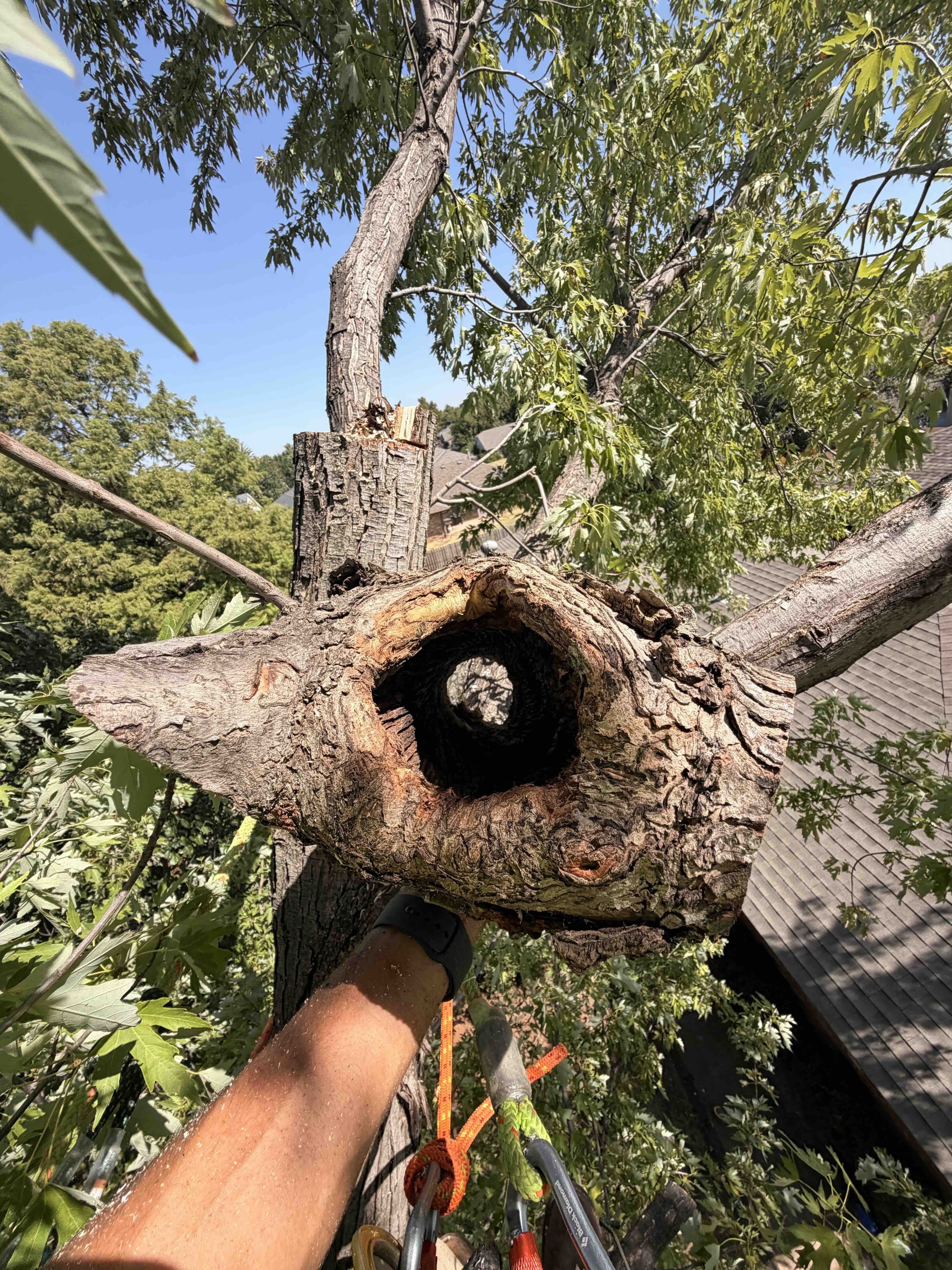 Arborist examining a mature tree from within the canopy during a field assessment
