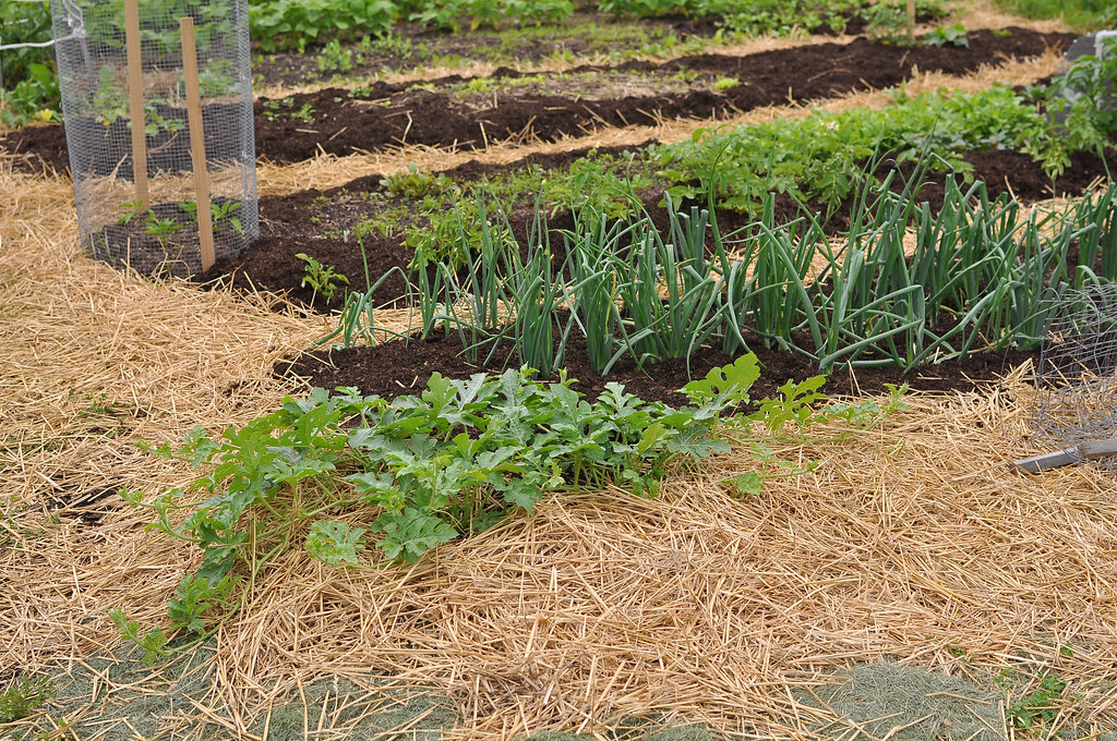 Mulching with straw in a garden.