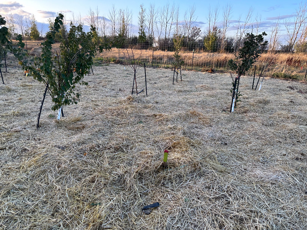 No till garden.