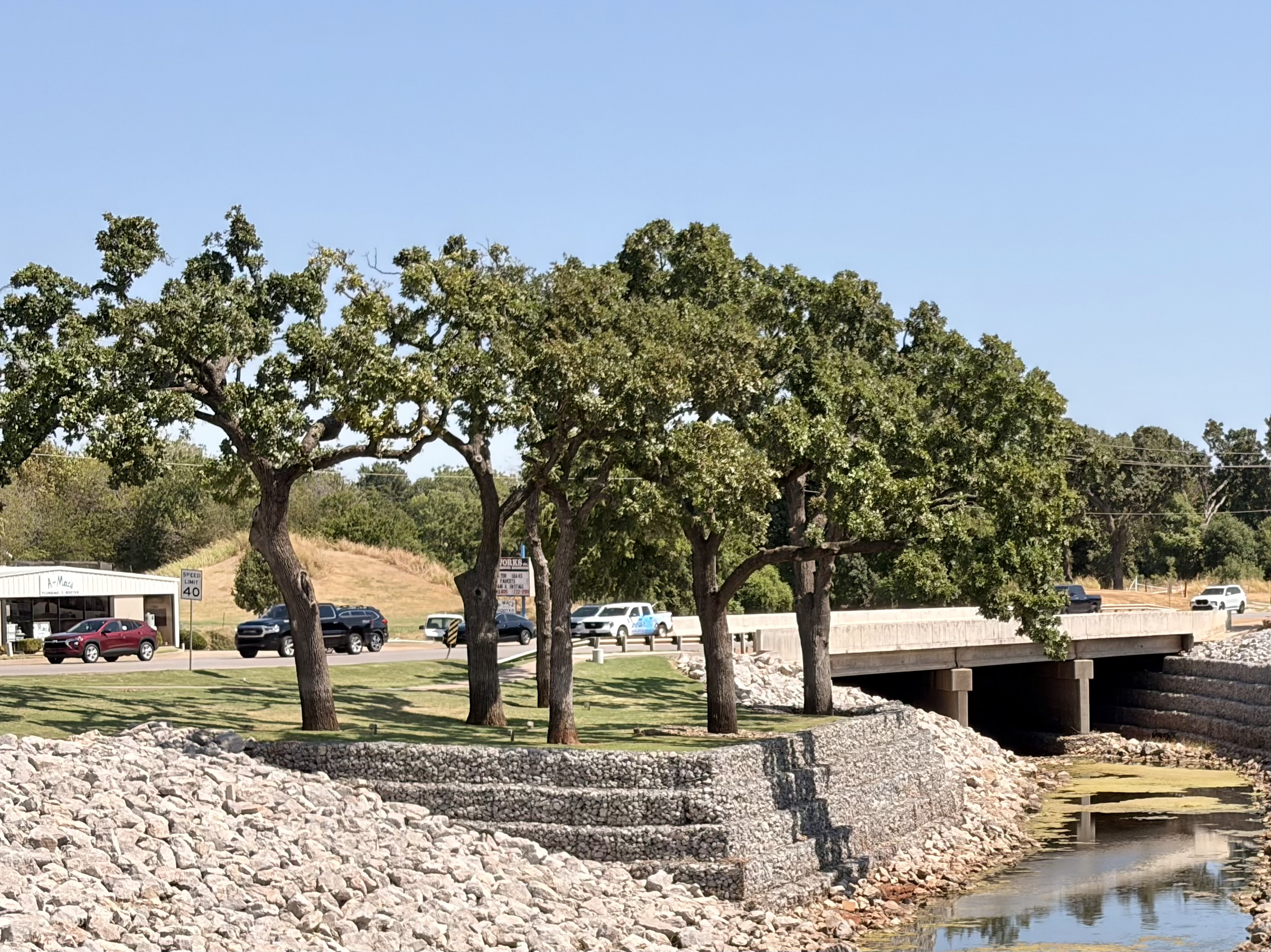 Wide establishing photograph from the pedestrian side of the drainage channel, showing the full row of mature oaks, the creek corridor, retaining structures, and surrounding development in one frame; compose so the grove reads as a prominent landscape feature before the viewer notices individual pruning defects.