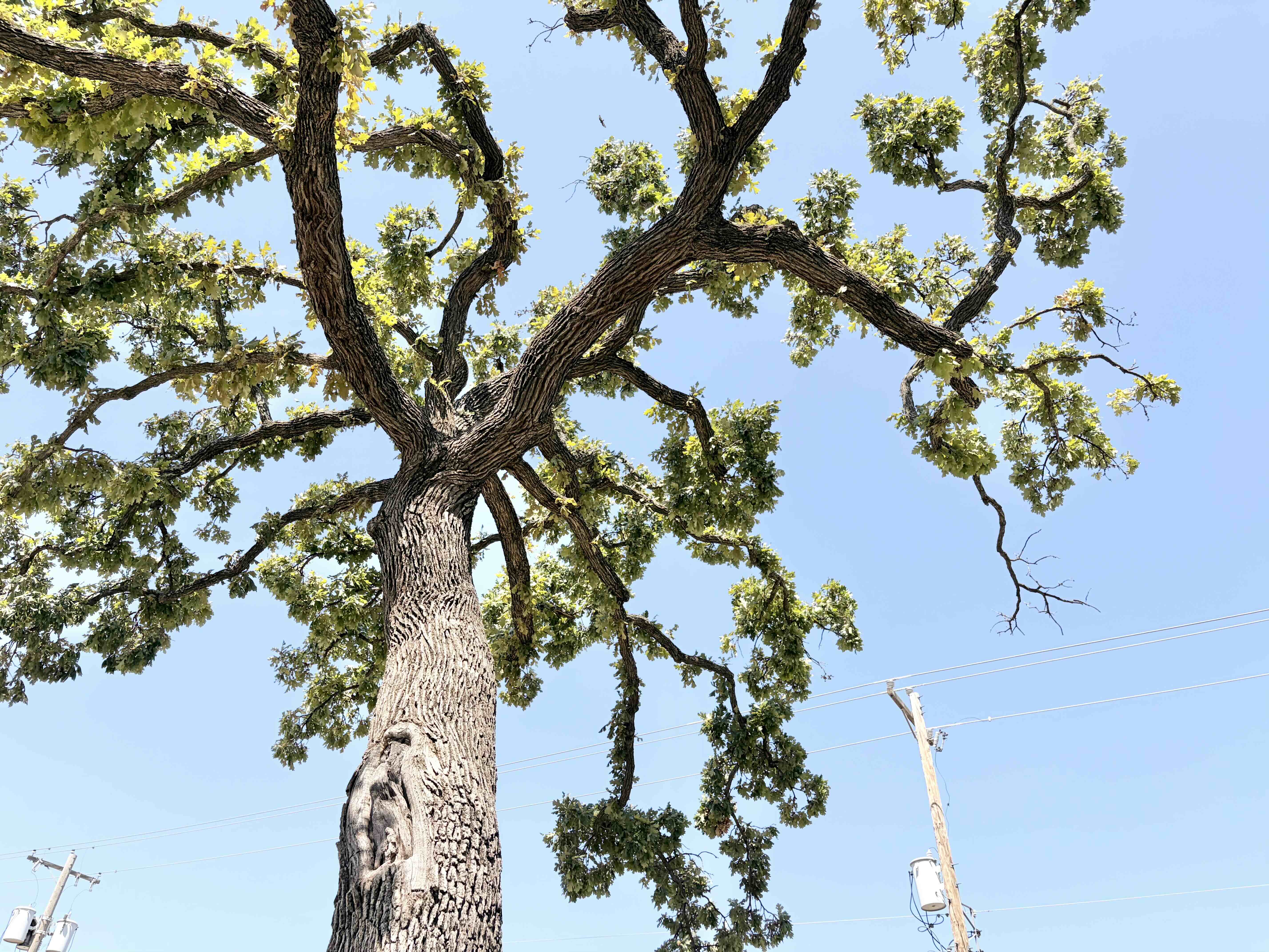 Medium low-angle photograph from close to the trunk, including the trunk flare upward into the main scaffold system; isolate thick sinuous limbs, old pruning wounds, sparse interior growth, and clusters of newer foliage so the image shows both the mature framework and the tree's later response.
