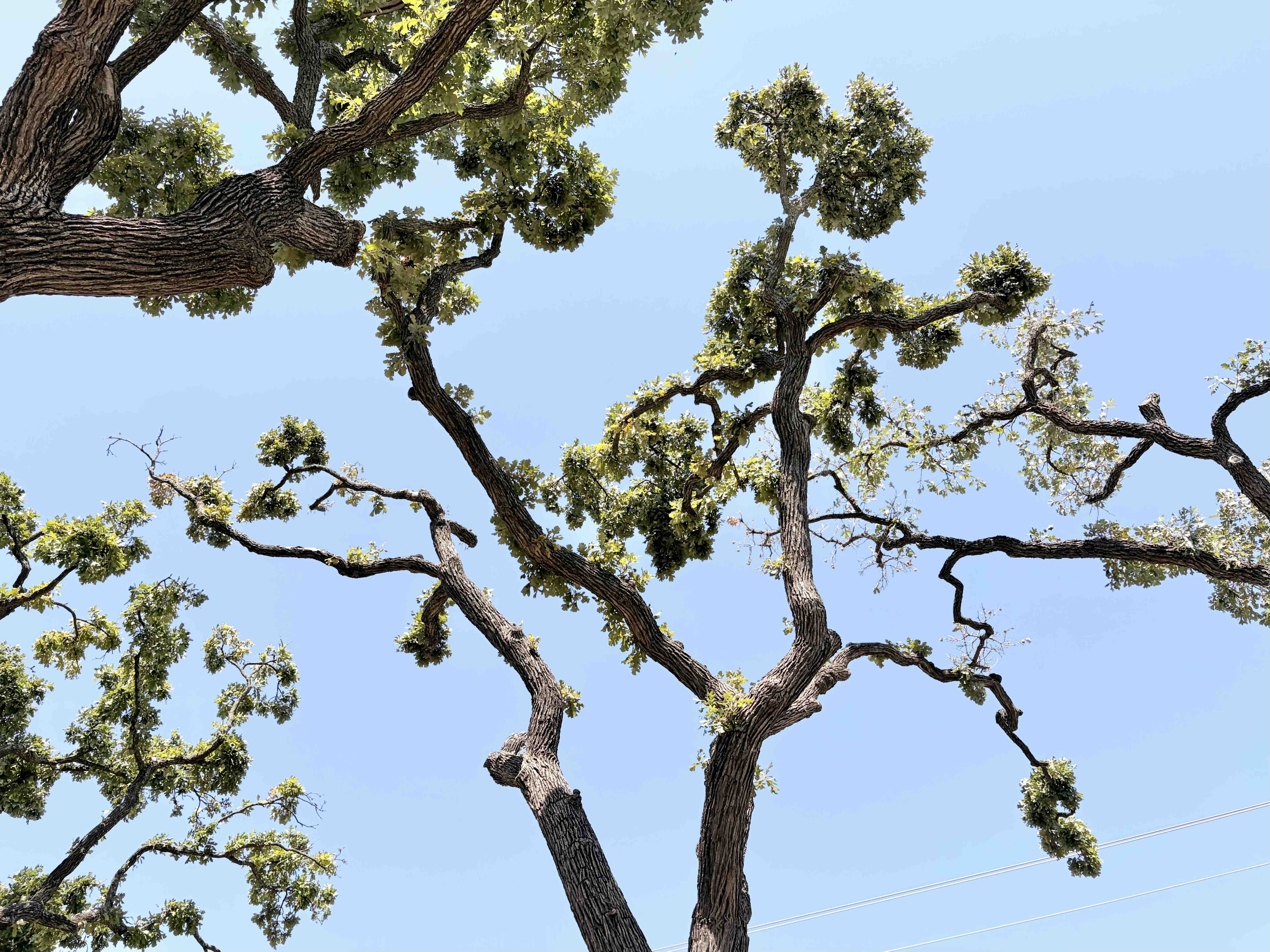 Low-angle canopy photograph made from beneath one of the central oaks, using a wide lens to show several major scaffold limbs at once; frame long bare interior sections and the dense foliage tufts at their ends against open blue sky so the lion's-tail pattern is immediately legible.