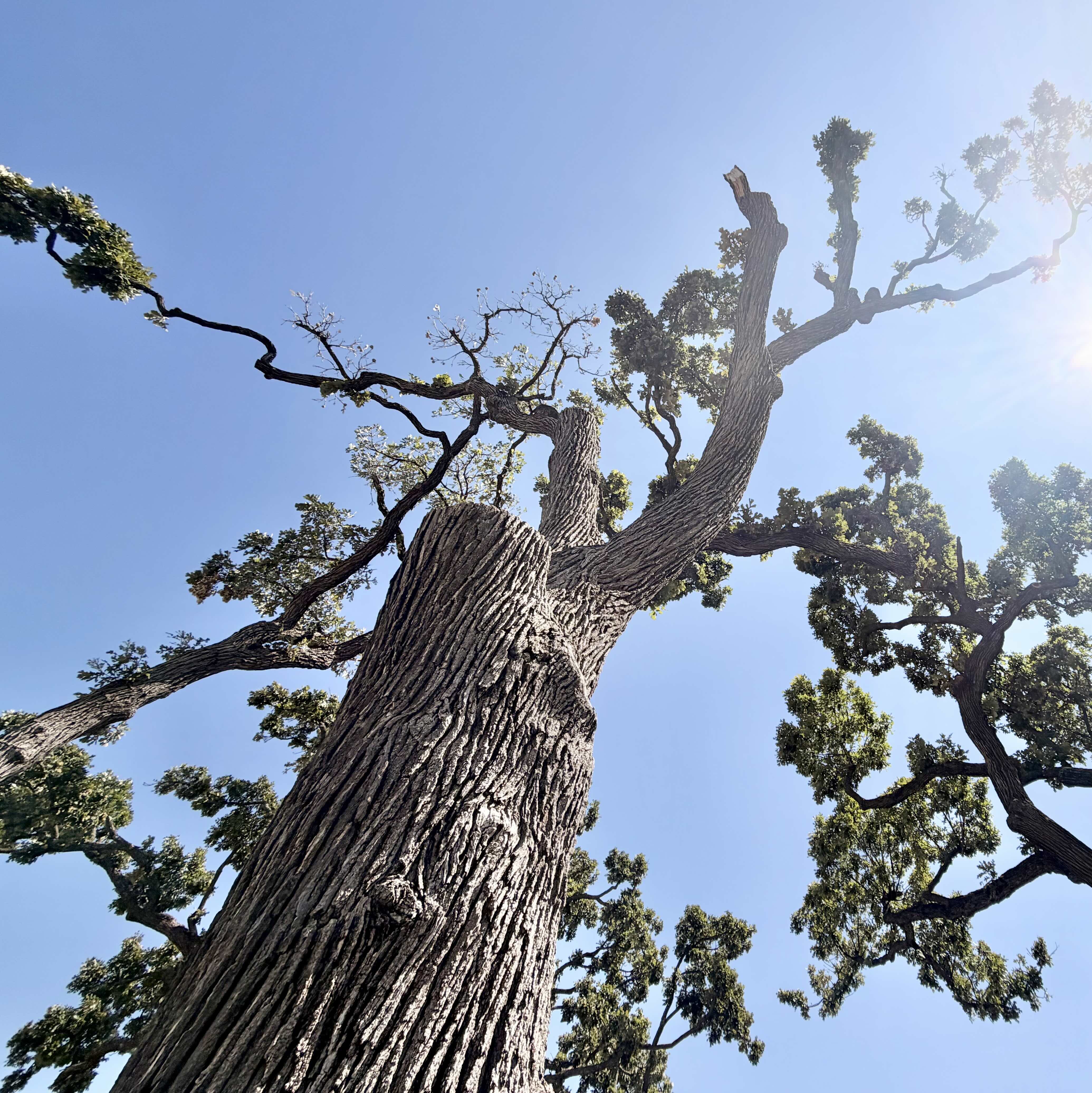 Vertical upward detail photograph centered on one especially long scaffold limb; compose so the viewer can trace the limb from a thicker interior section through a long sparsely branched span to a small tuft of foliage at the distal end, with neighboring dead twigs included for scale and context.