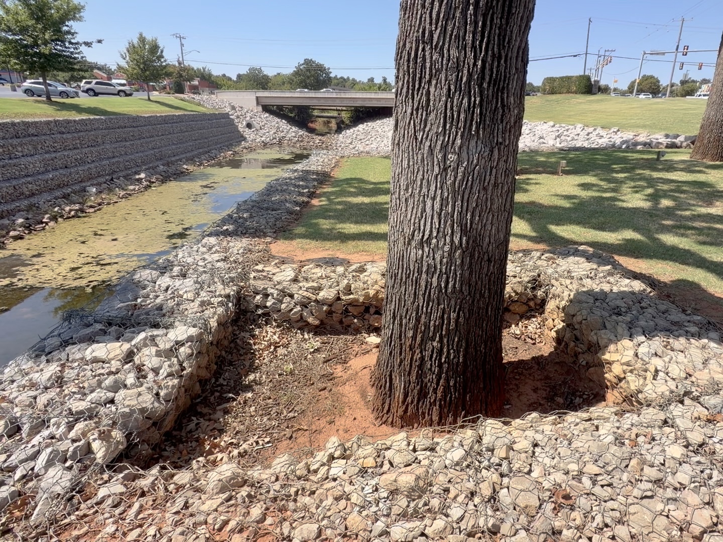 Ground-level context photograph of a mature oak trunk immediately beside the gabion retaining structure and drainage channel; compose wide enough to show the trunk, exposed soil surface, stone-filled baskets, grade transition, and water corridor so the viewer can see how tightly the tree is integrated with built infrastructure.
