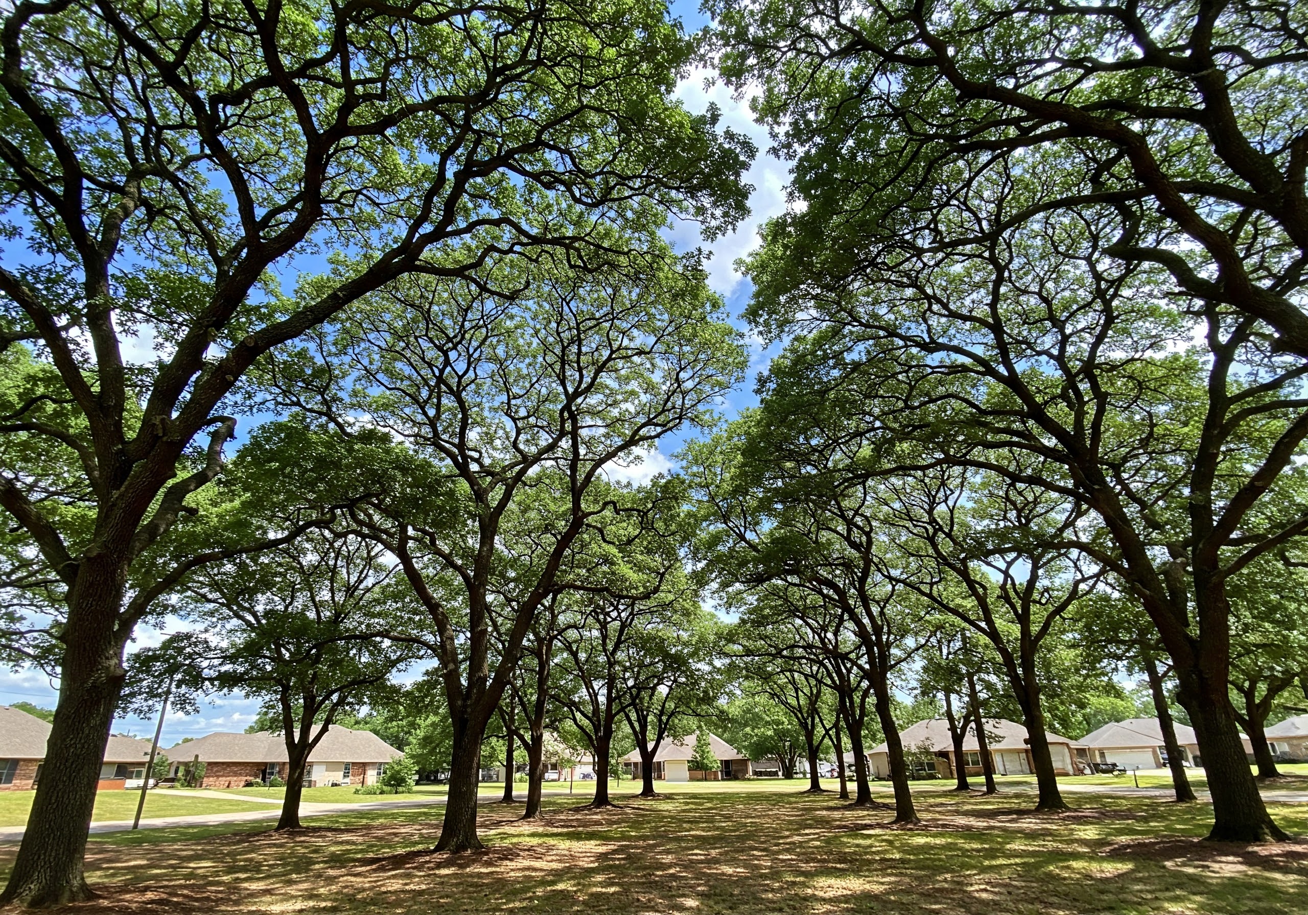 Oak trees in residential Oklahoma