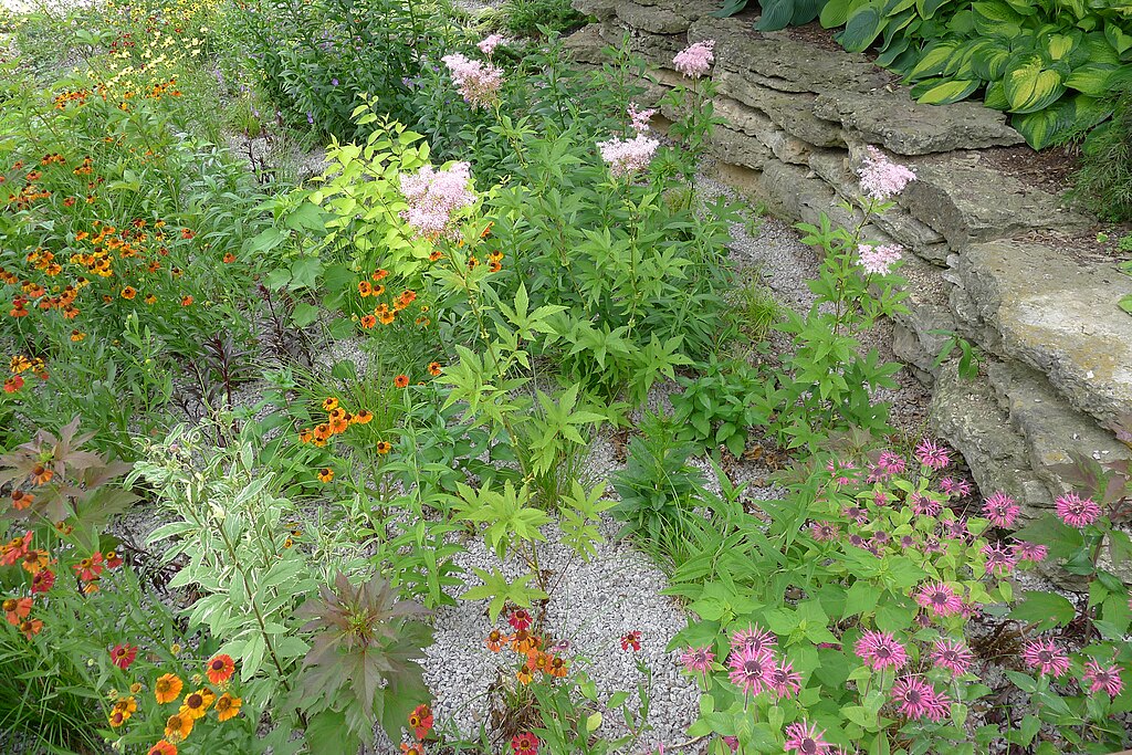 Rain garden.