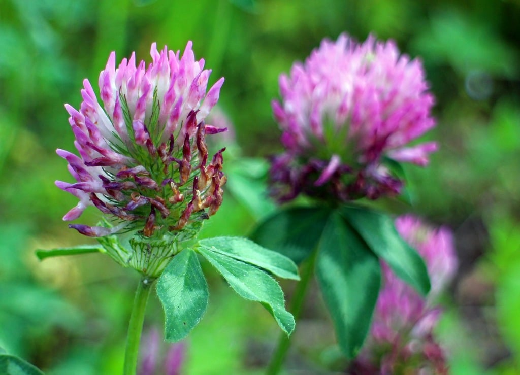 Red Clover (Trifolium Pratense)