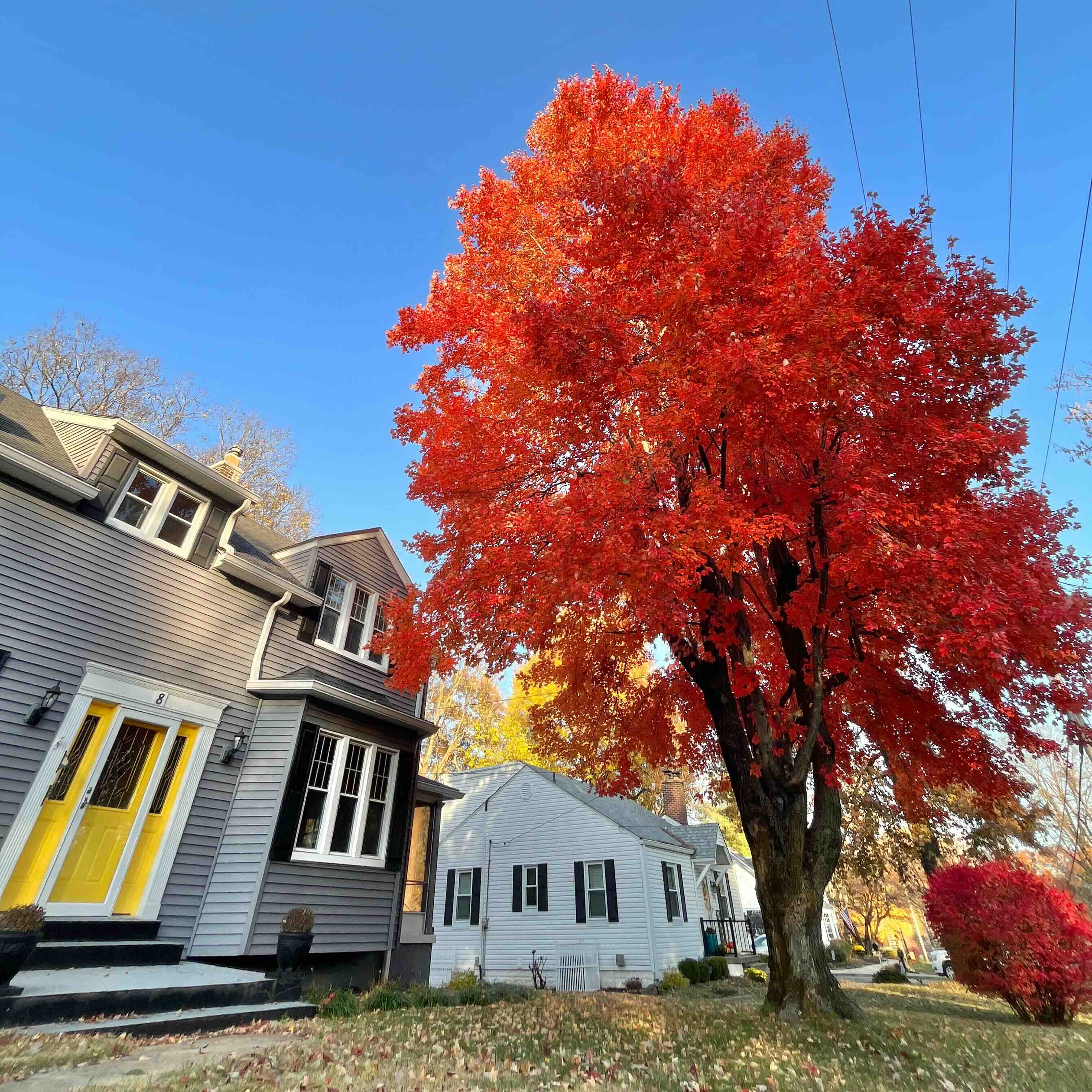 Tree service, tree care, tree pruning, Oklahoma City, Edmond, Oklahoma