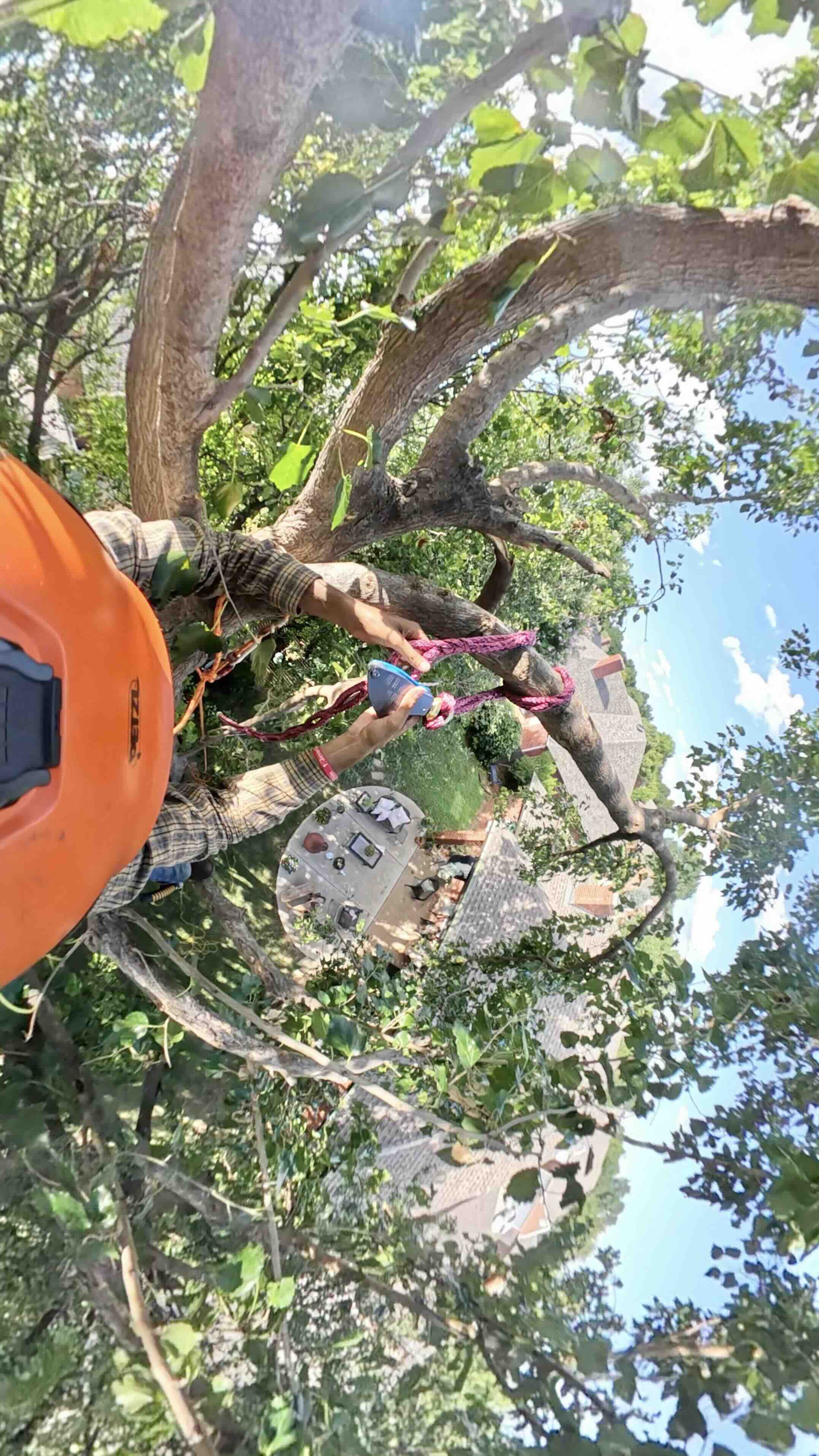 Arborist hand pruning within a hackberry crown