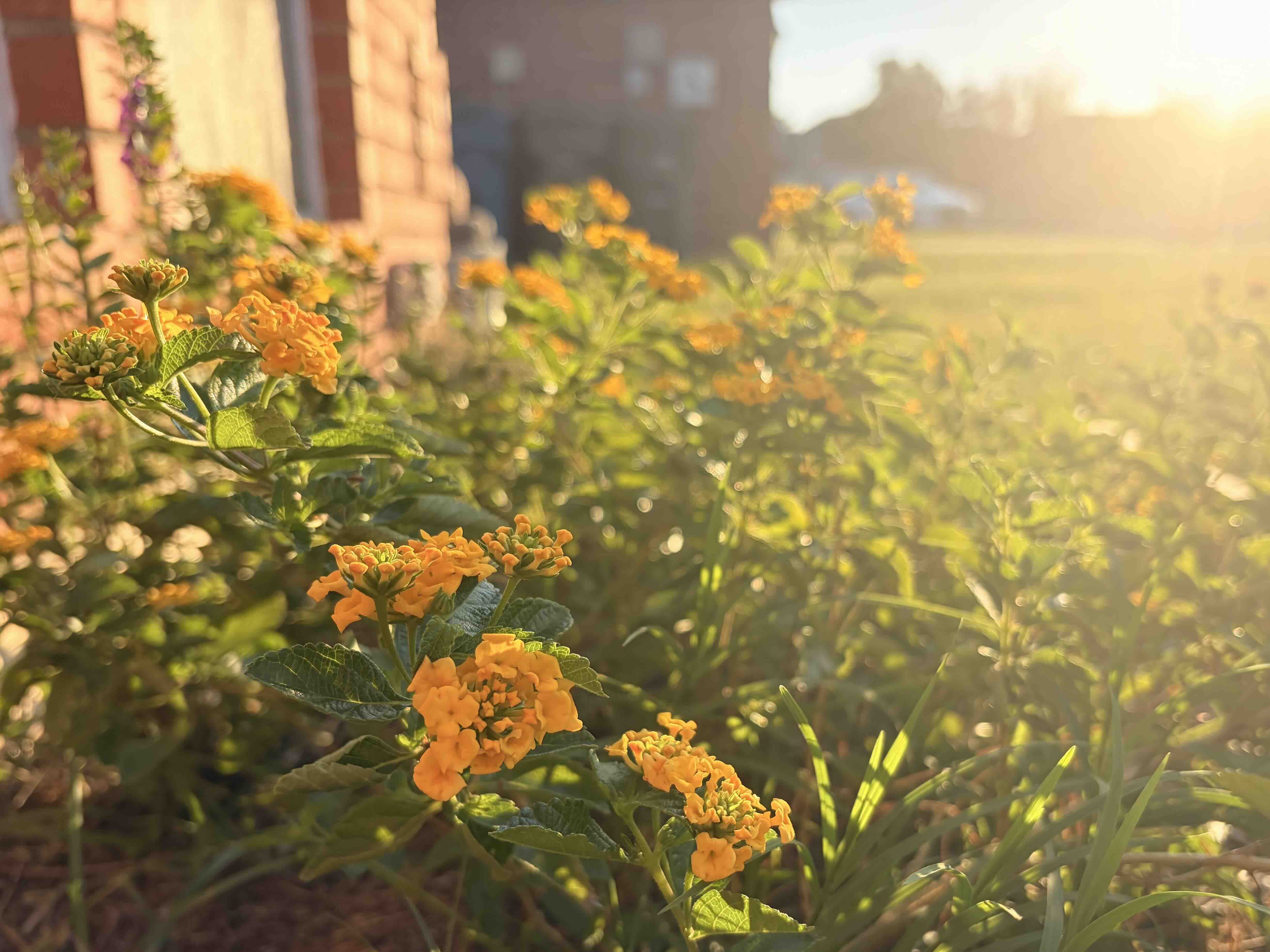 Native pollinator garden with black-eyed Susans in an Oklahoma residential landscape